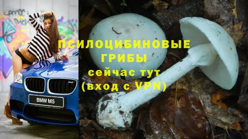 Галлюциногенные грибы Psilocybe  купить наркоту  даркнет какой сайт  Луховицы 